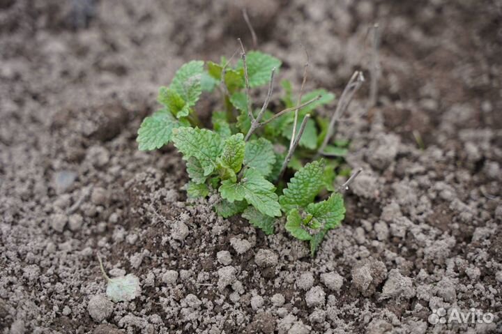 Мелисса рассада