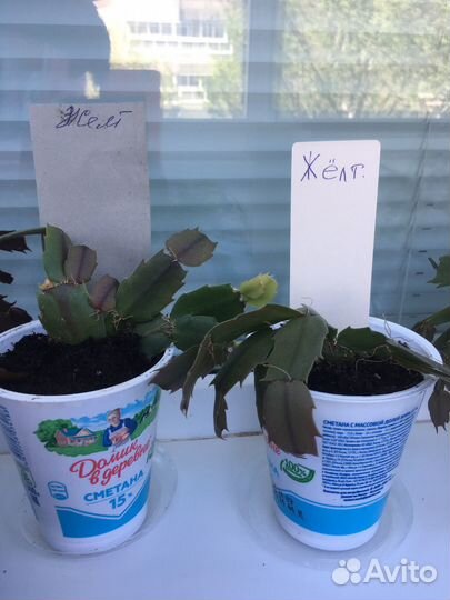 Декабрист желтый, красный, розовый