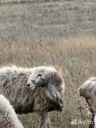 Баран на племя или мясо