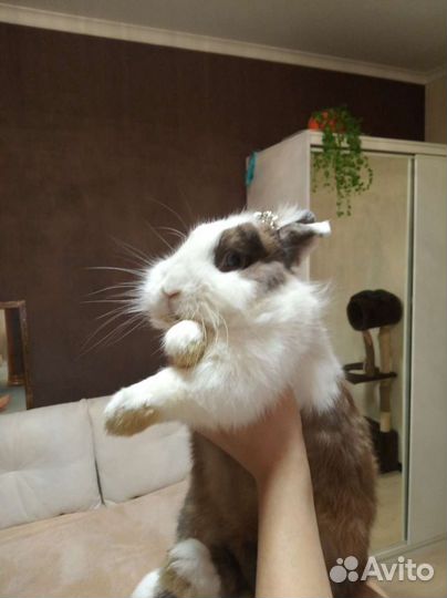 Кролик на вязку