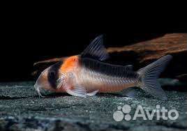 Аквариумные рыбки, растения