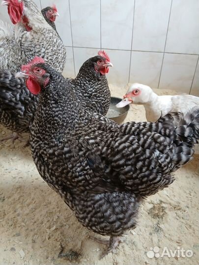 Инкубационное яйцо мехеленская кукушка