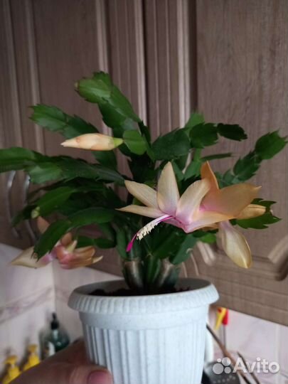 Декабрист шлюмбергера желтый