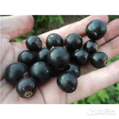 Смородина черная ягоды