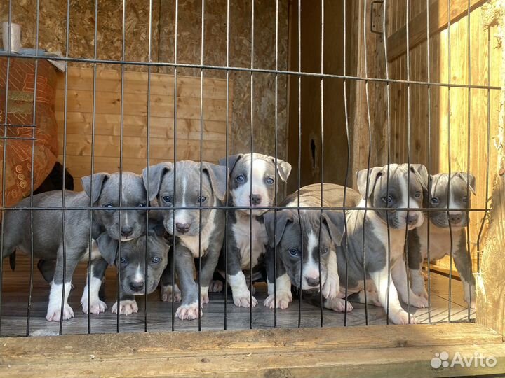 Щенки голубого амстаффа