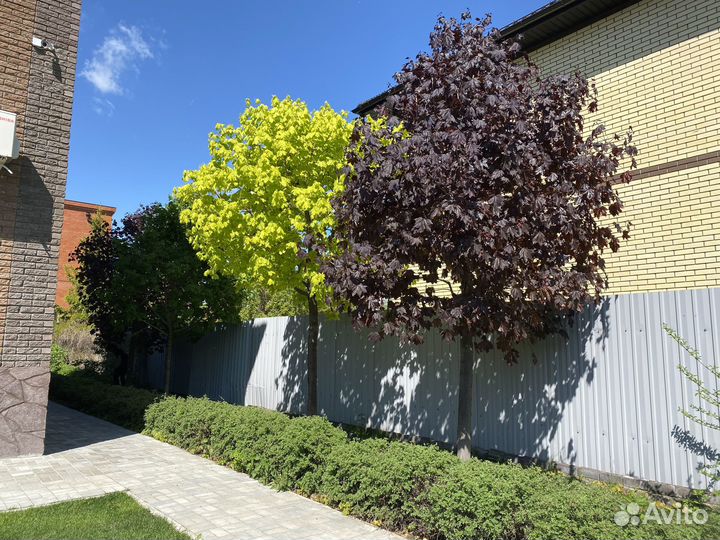 Весенняя обрезка клёнов – аккуратно, профессиональ