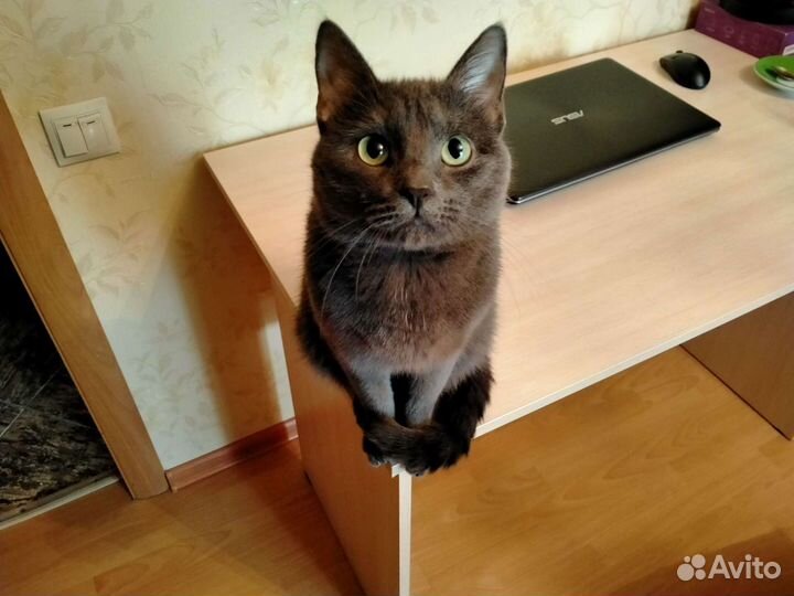 Кот на вязку