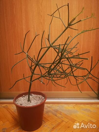 Кактусы и суккуленты