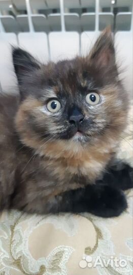 Маленькая кошечка в добрые руки