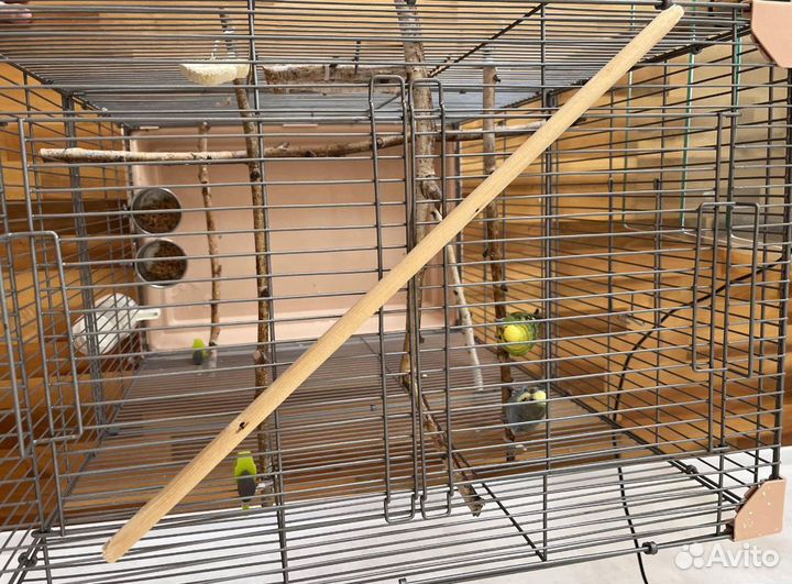 Продаю большую клетку для попугаев и 2 попугаев