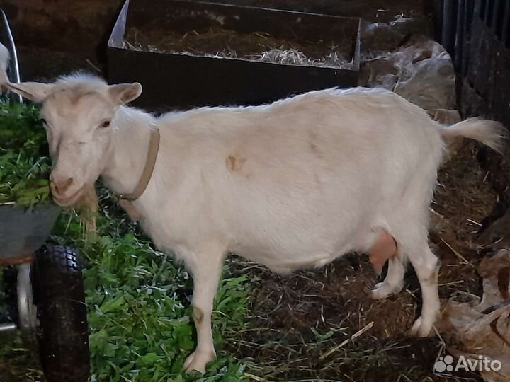 Козел, козы