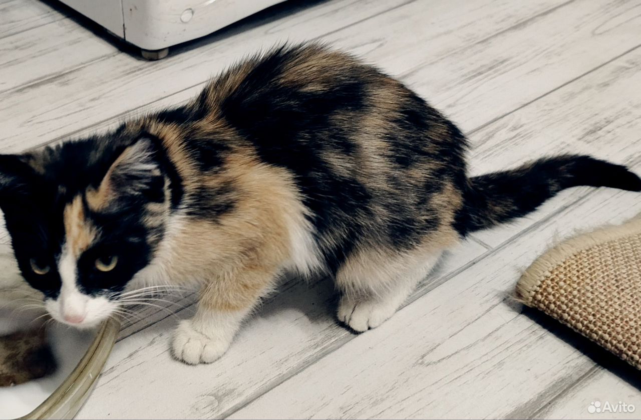 Котёнок в добрые руки, Тюмень