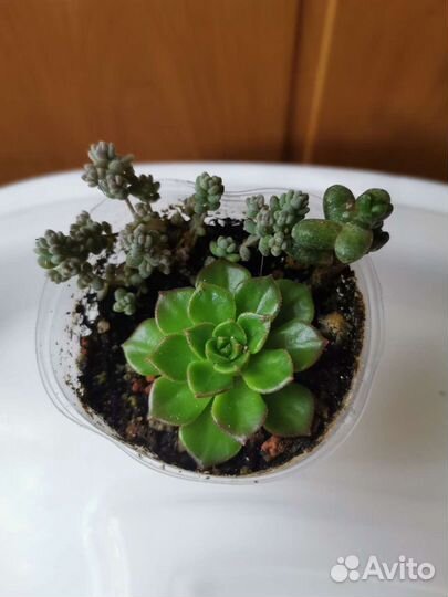 Суккуленты почтой часть 4 из 9