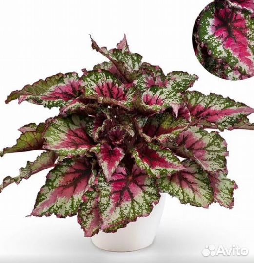 Подарок - Бегонии пестролиственные, сортовые