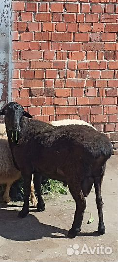 Баран Эдильбай