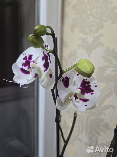Орхидея фаленопсис биг лип