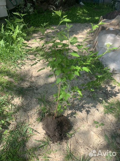 Пузыреплодник 70-см