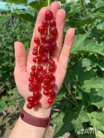 Саженцы красной смородины