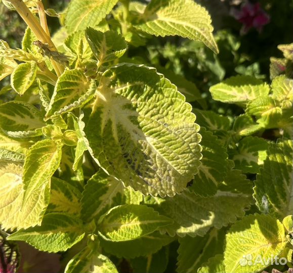 Колеусы сортовые