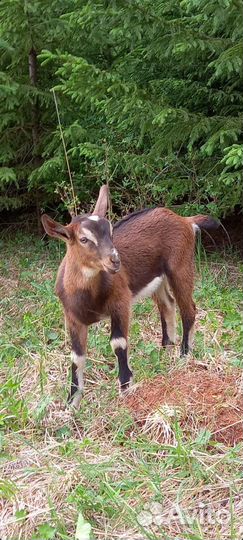 Альпийские козлята