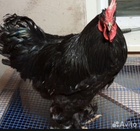 Петух кокинхин 8-9 месяцев