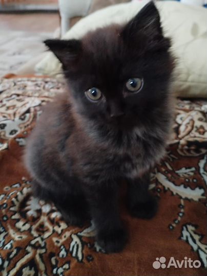 Отдам в добрые руки котёнка (мальчик)