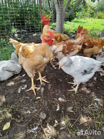 Мускусные утята тяжелой линии