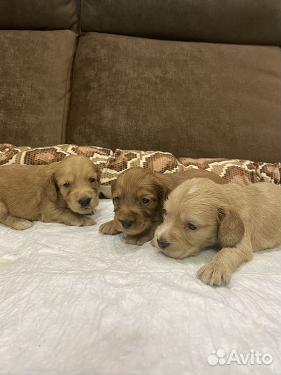 Щенки спаниеля