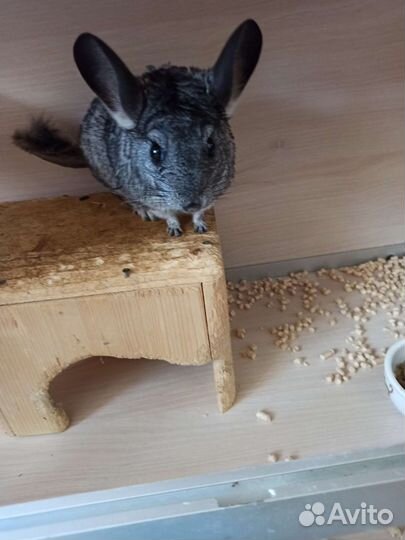 Дегу и шиншилла