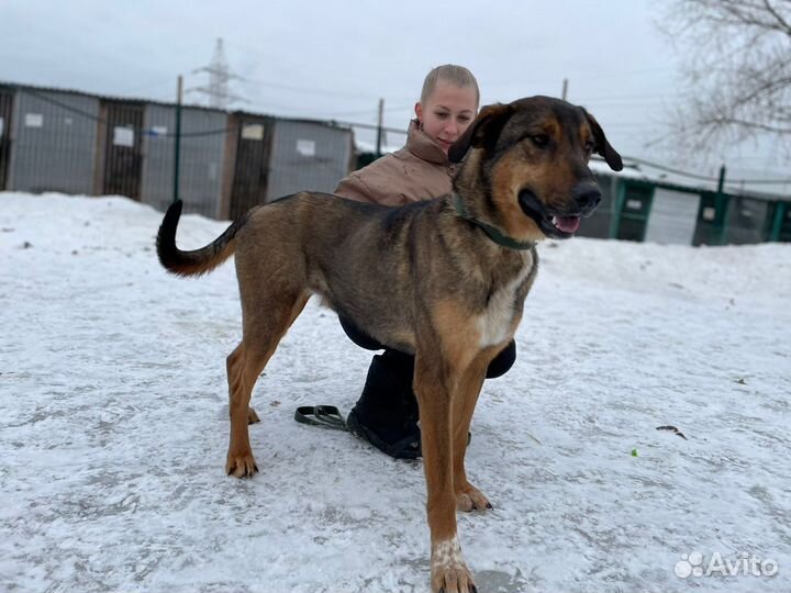 Приютский пёс станет верным другом