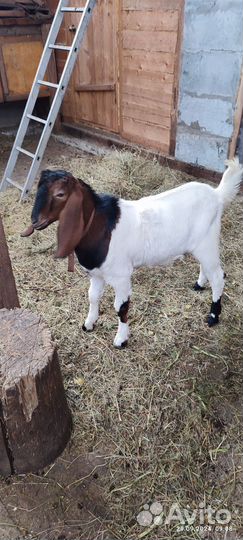 Козел на племя