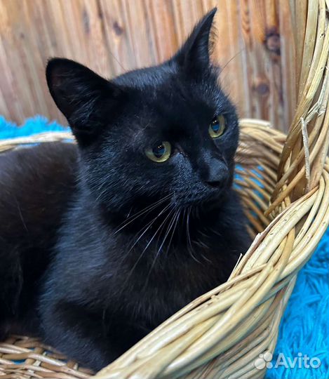 Котик Гоша ищет семью