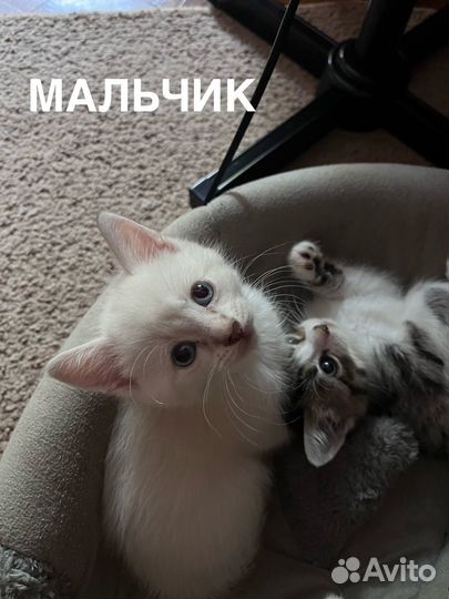 Ангорские котята