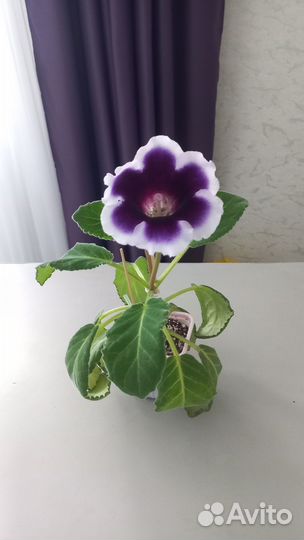 Глоксиния листики с корнями