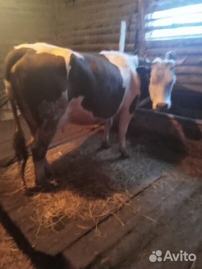 Корова дойная