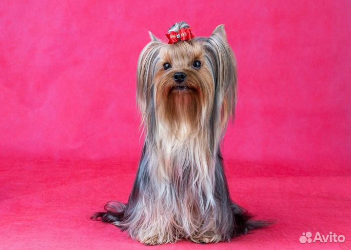 Йоркширский терьер