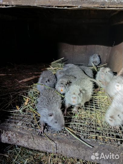 Нутрии продать