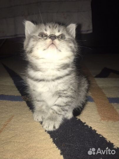 Британские котята