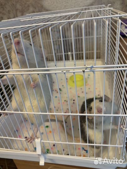 Крысы с клеткой