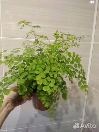 Комнатные растения