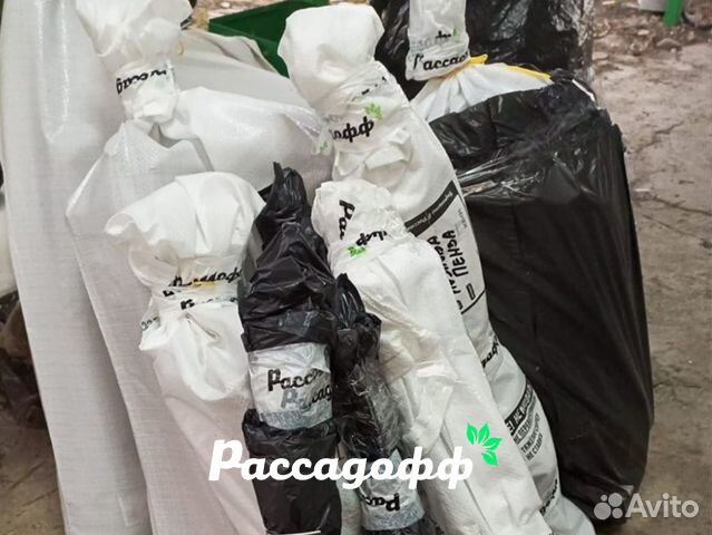 Саженцы малины. Зимостойкие сорта