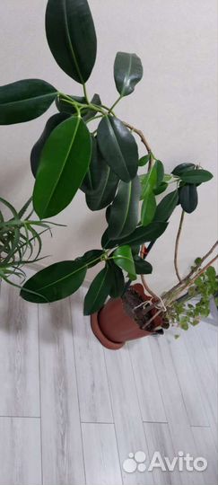 Фикус каучуконосный большой