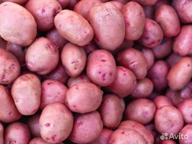 Семенной картофель элита купить в Москве | Товары для дома и дачи | Авито