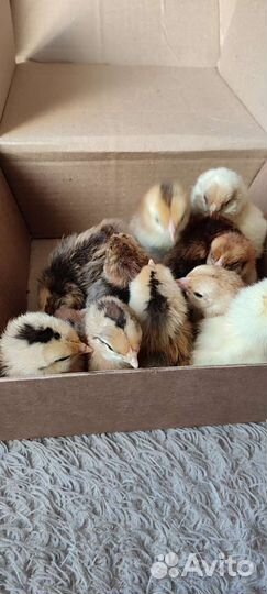 Цыплята суточные