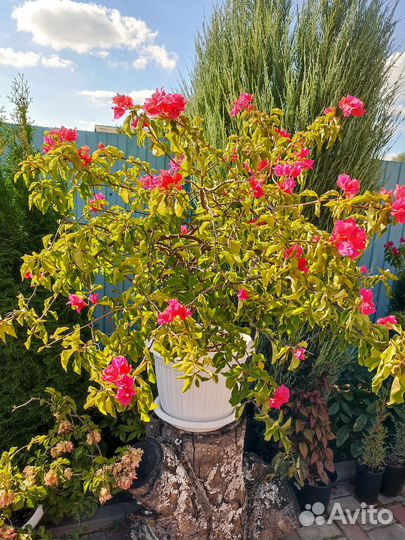 Бугенвиллия взрослая
