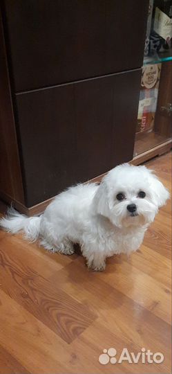 Вязка мальтийской болонки(мальтезе)