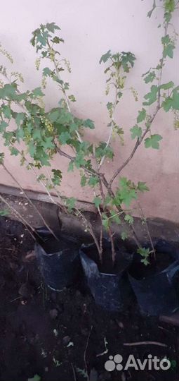 Смородина красная и белая