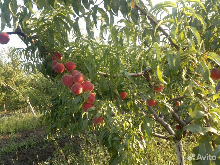 Персик Саженцы в ассортименте