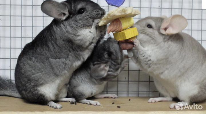 Серебристая шиншилла