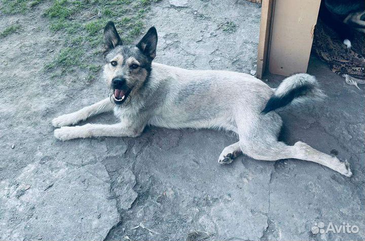 Собака ищет дом